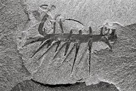 Hallucigenia from Burgess Shale