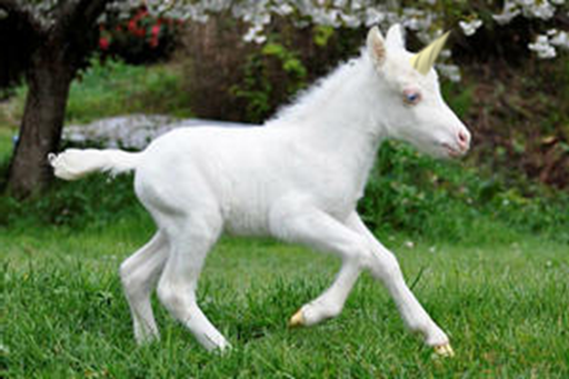 Unicorn Foal